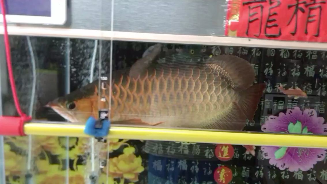 關掉所有燈關造流泵靜養(yǎng) 金老虎魚