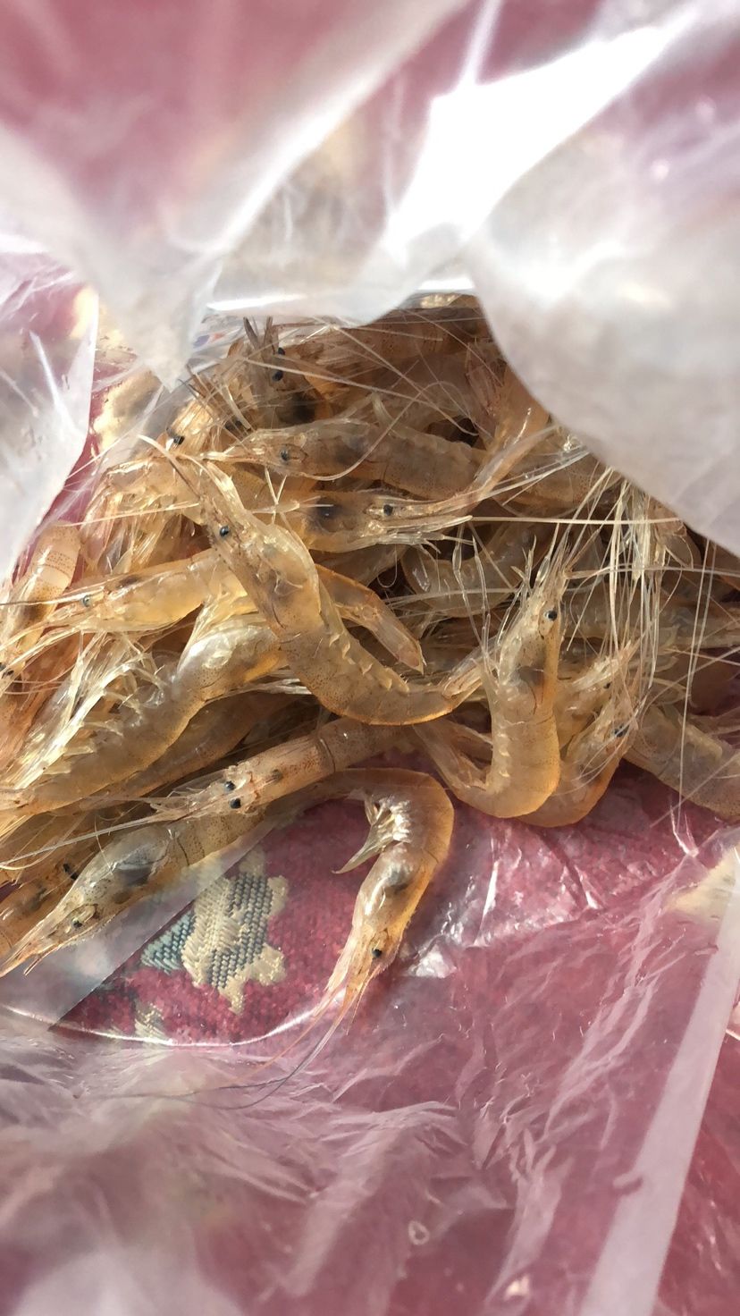 焦作觀賞魚市場剝蝦給魚備食