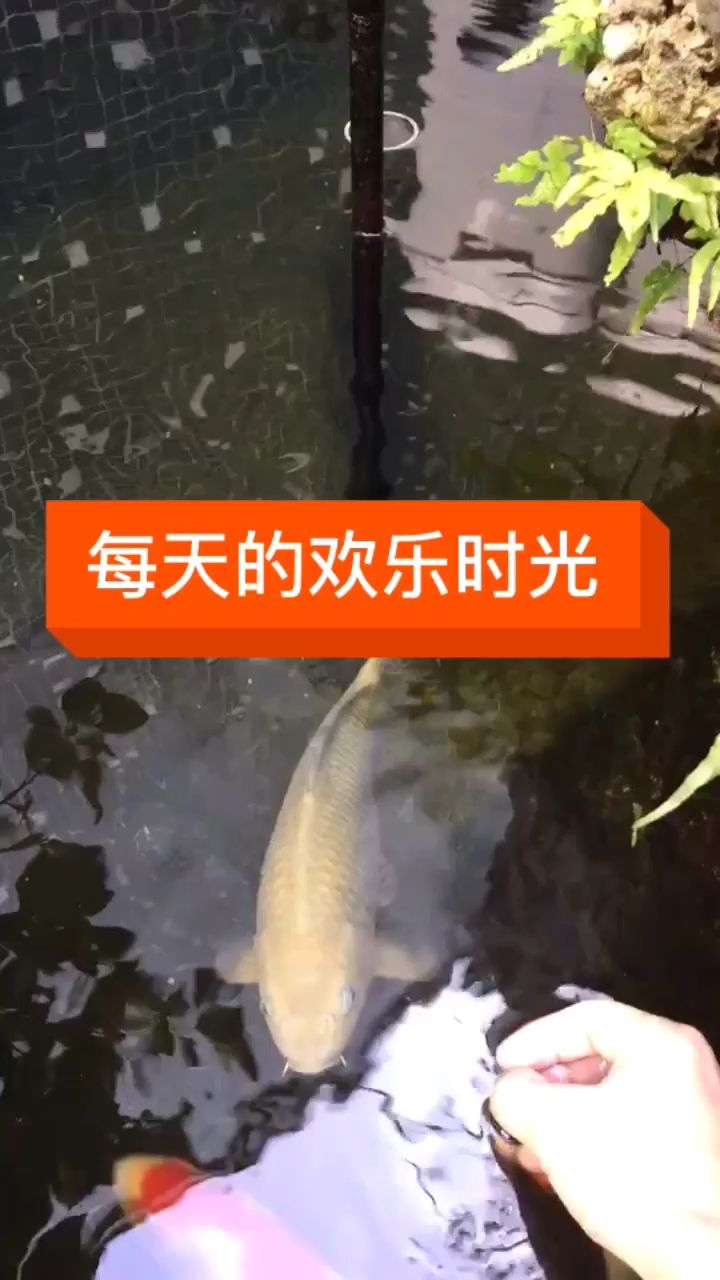 景德鎮(zhèn)觀賞魚(yú)市場(chǎng)每天喂食最開(kāi)心