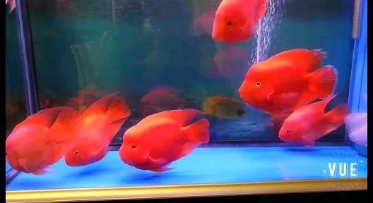 毫州水族館打卡記錄鸚鵡魚龍巔