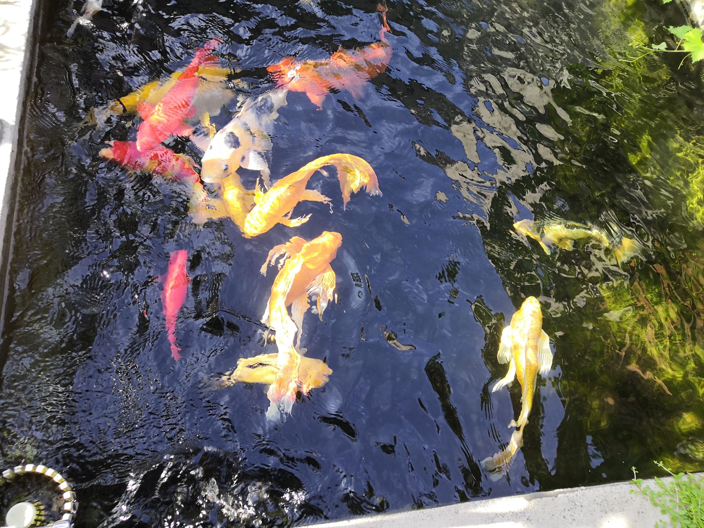 揚州觀賞魚市場錦鯉魚六六大順poss 觀賞魚市場（混養(yǎng)魚） 第4張