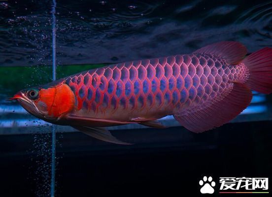 紅龍魚(yú)只吃大麥蟲(chóng)怎么辦（如何解決紅龍魚(yú)只吃大麥蟲(chóng)的問(wèn)題）