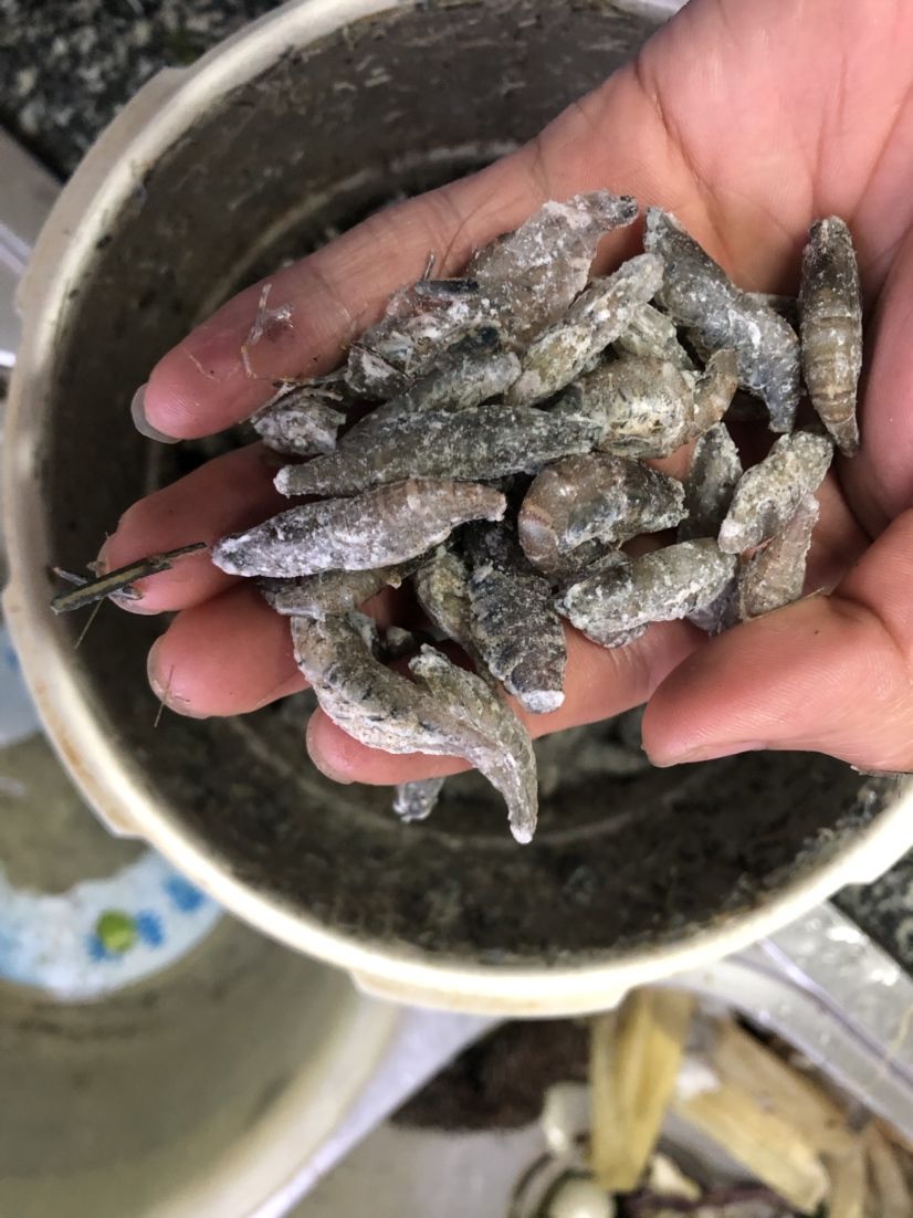 通遼觀賞魚市場買了點河蝦做魚食