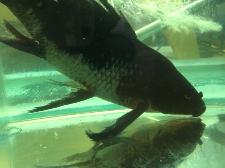 湖州水族館大神求救