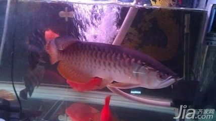 紅尾過背金龍魚（正確飼養(yǎng)紅尾過背金龍魚需要注意以下幾個(gè)方面） 龍魚百科 第5張