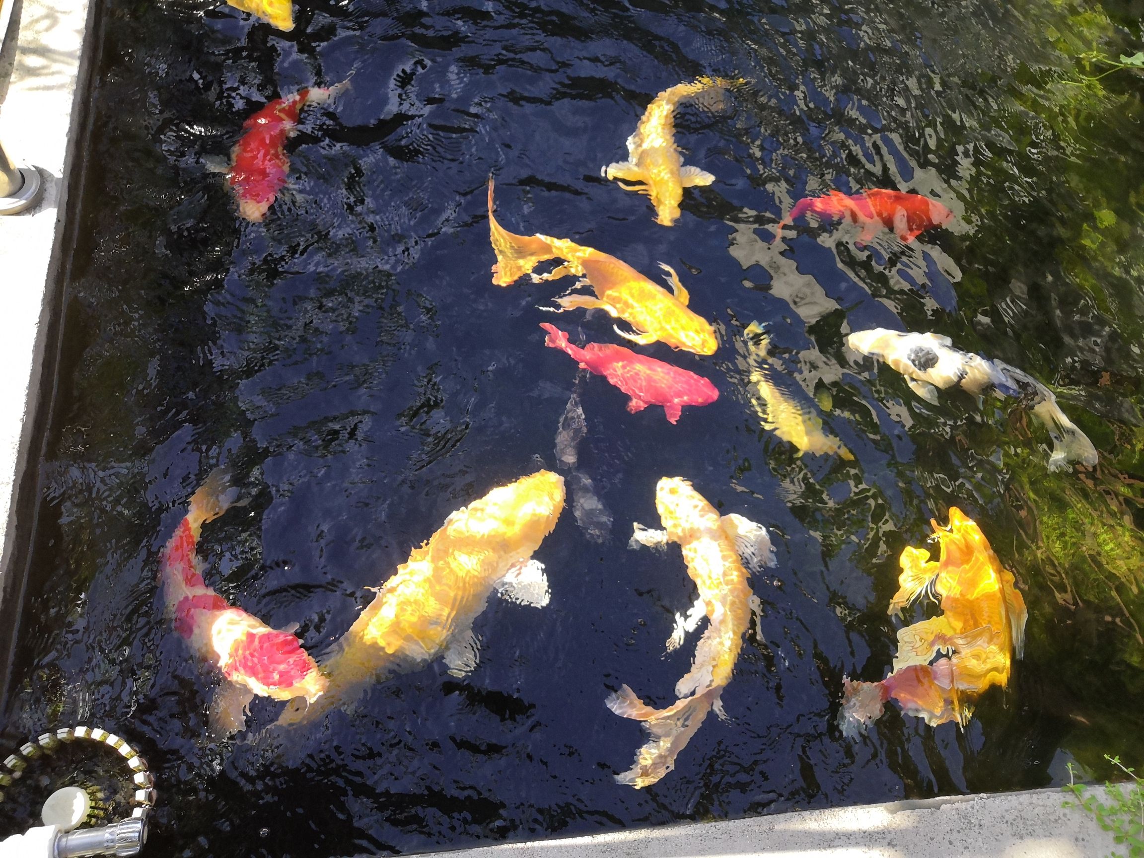 咸陽水族館錦鯉魚六六大順poss