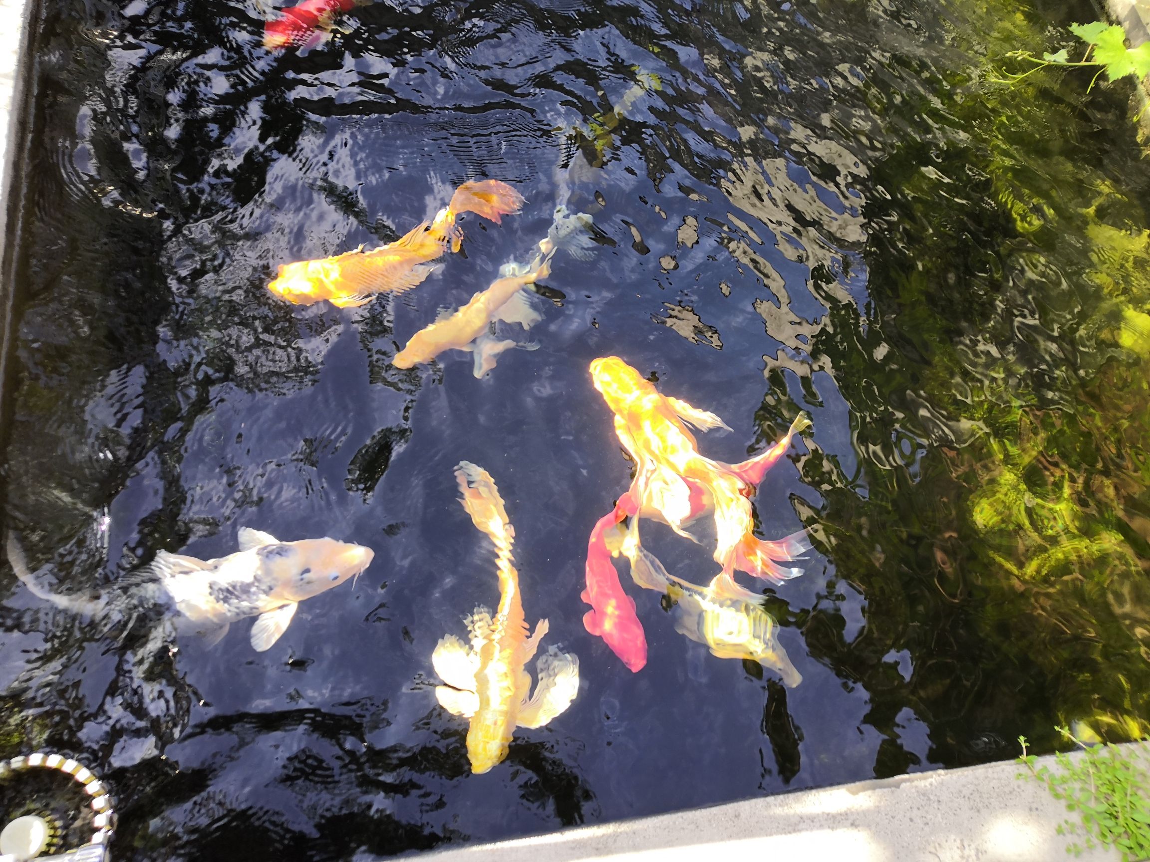 咸陽(yáng)水族館錦鯉魚六六大順poss 三間鼠魚苗 第7張