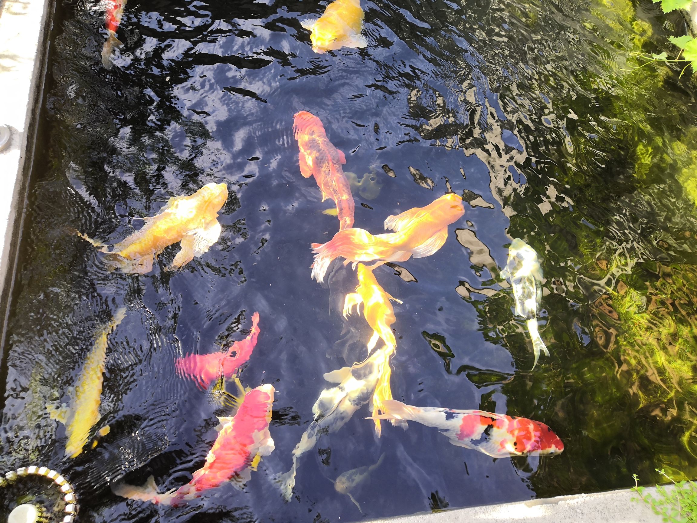 咸陽(yáng)水族館錦鯉魚六六大順poss 三間鼠魚苗 第8張