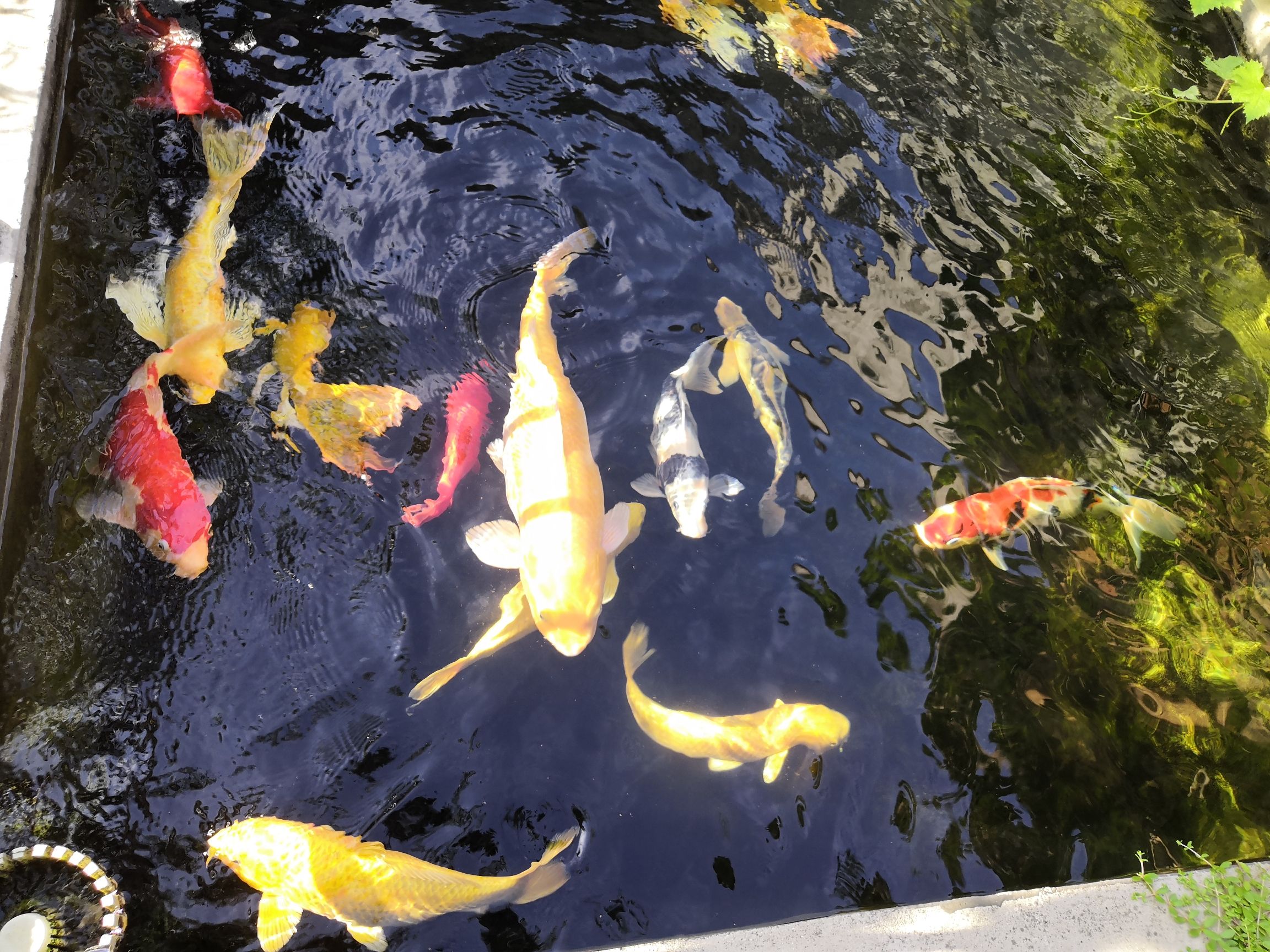 咸陽(yáng)水族館錦鯉魚六六大順poss 三間鼠魚苗 第9張