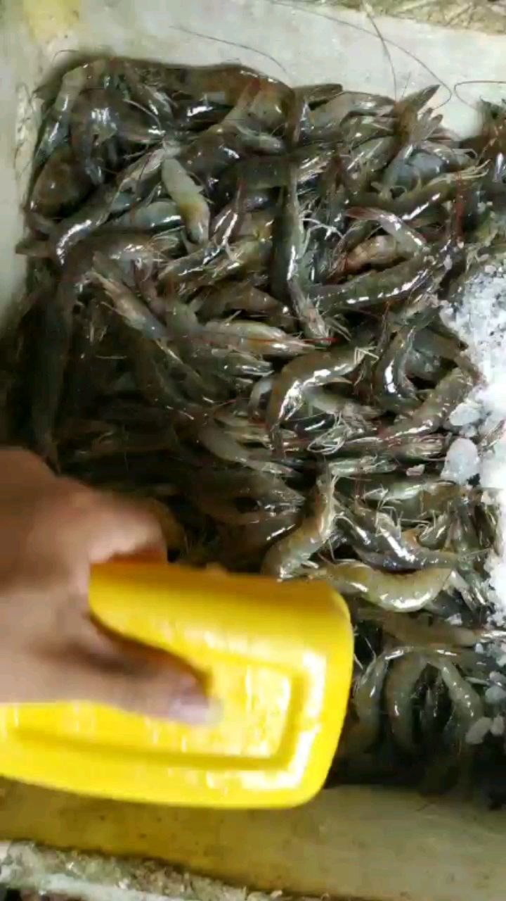 清遠(yuǎn)觀賞魚市場優(yōu)美魚食