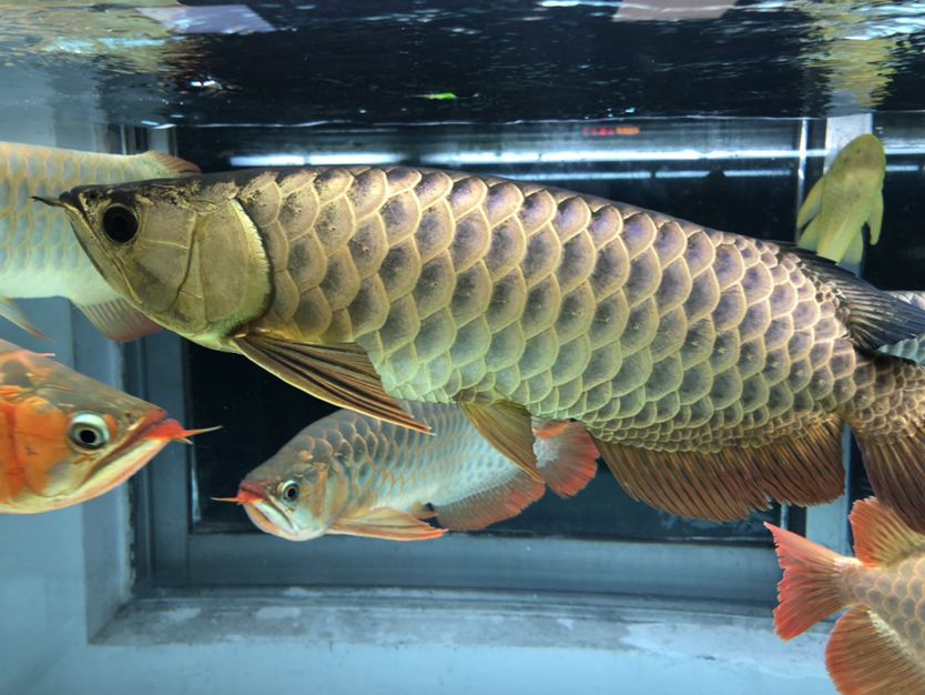 混養(yǎng)缸和平共處的龍魚 大白鯊魚 第5張