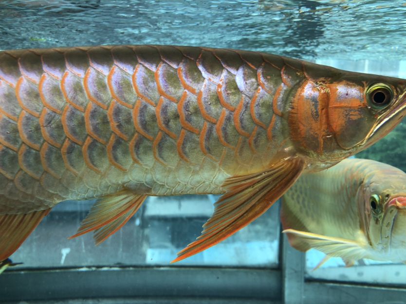 混養(yǎng)缸和平共處的龍魚 大白鯊魚 第7張