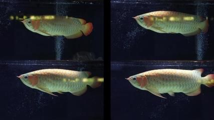 金龍魚(yú)ae（金龍魚(yú)ae系列產(chǎn)品） 龍魚(yú)百科 第5張