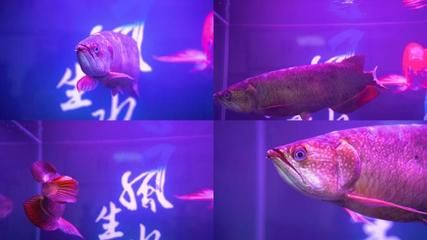 金龍魚(yú)ae（金龍魚(yú)ae系列產(chǎn)品） 龍魚(yú)百科 第3張