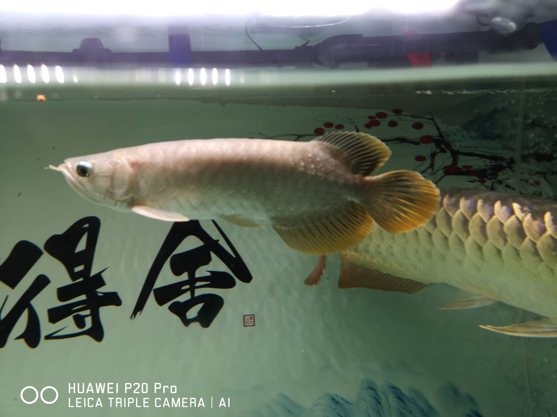 保山水族館大師們幫我看一下找這條龍魚鱗片上怎么回事？另外我這條是什么龍魚？拜托了