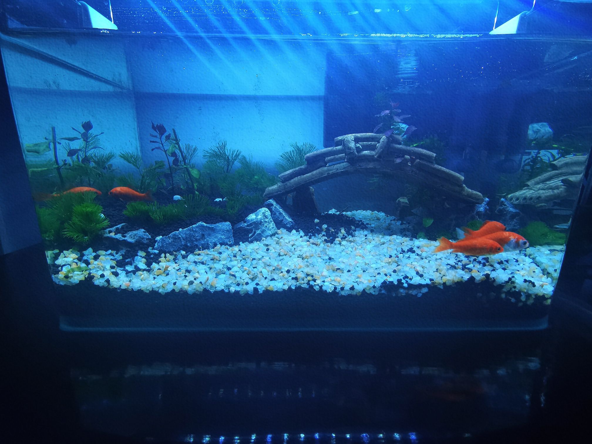 今日份快樂 非洲象鼻魚 第3張