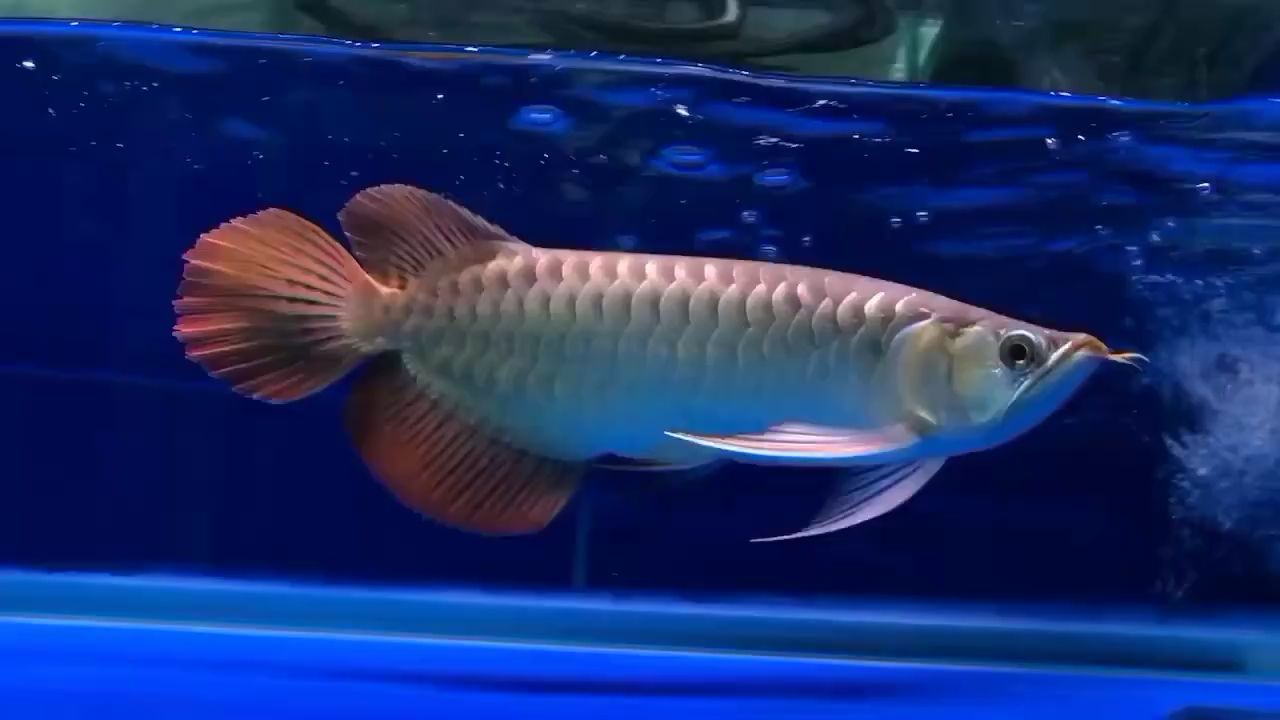 韶關(guān)水族館該有的都有啊