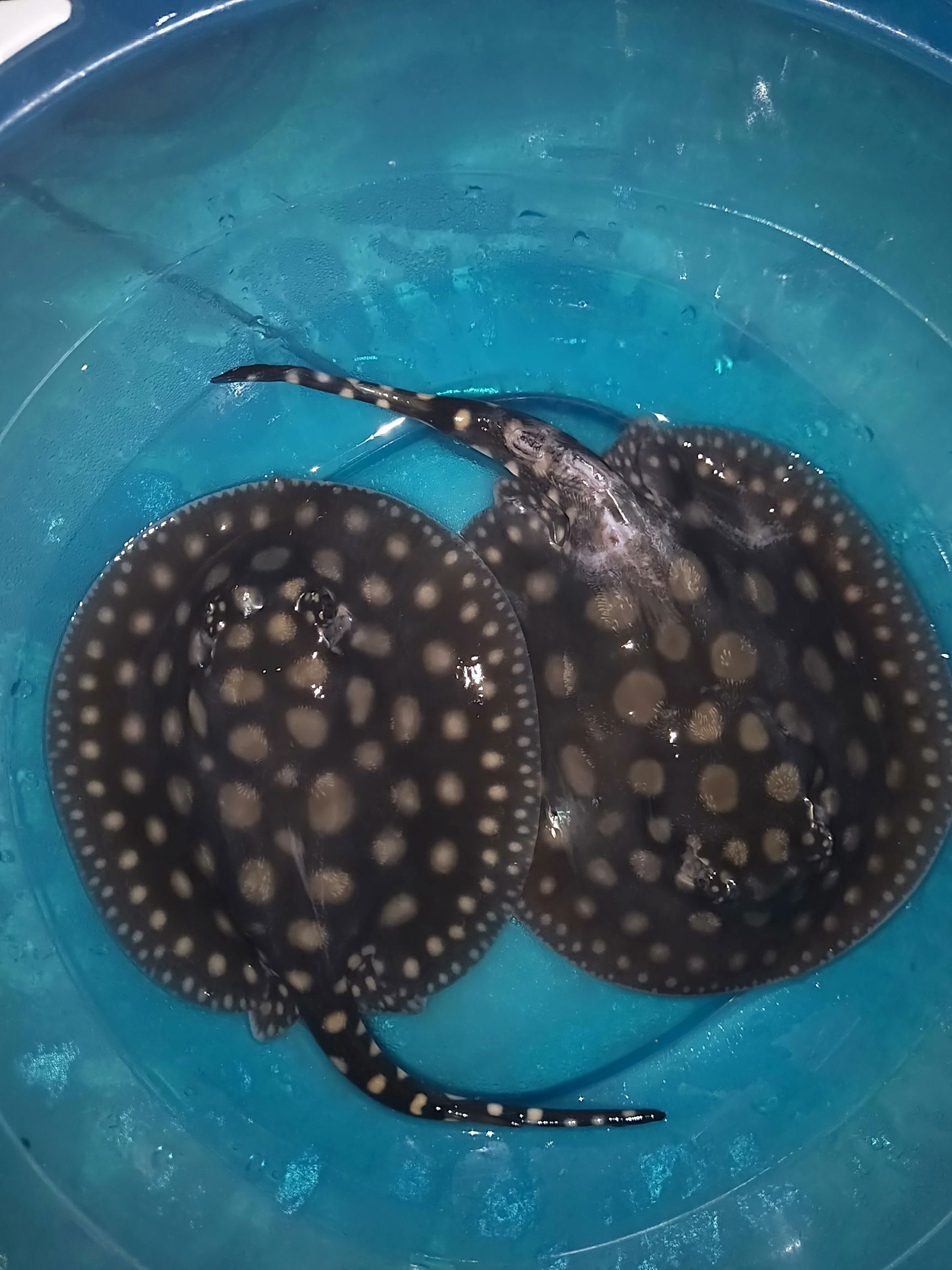 海北藏族自治州水族館呦呵