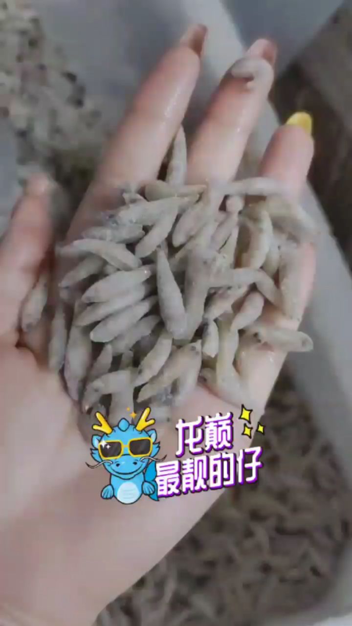 小魚來了呦 金龍福龍魚