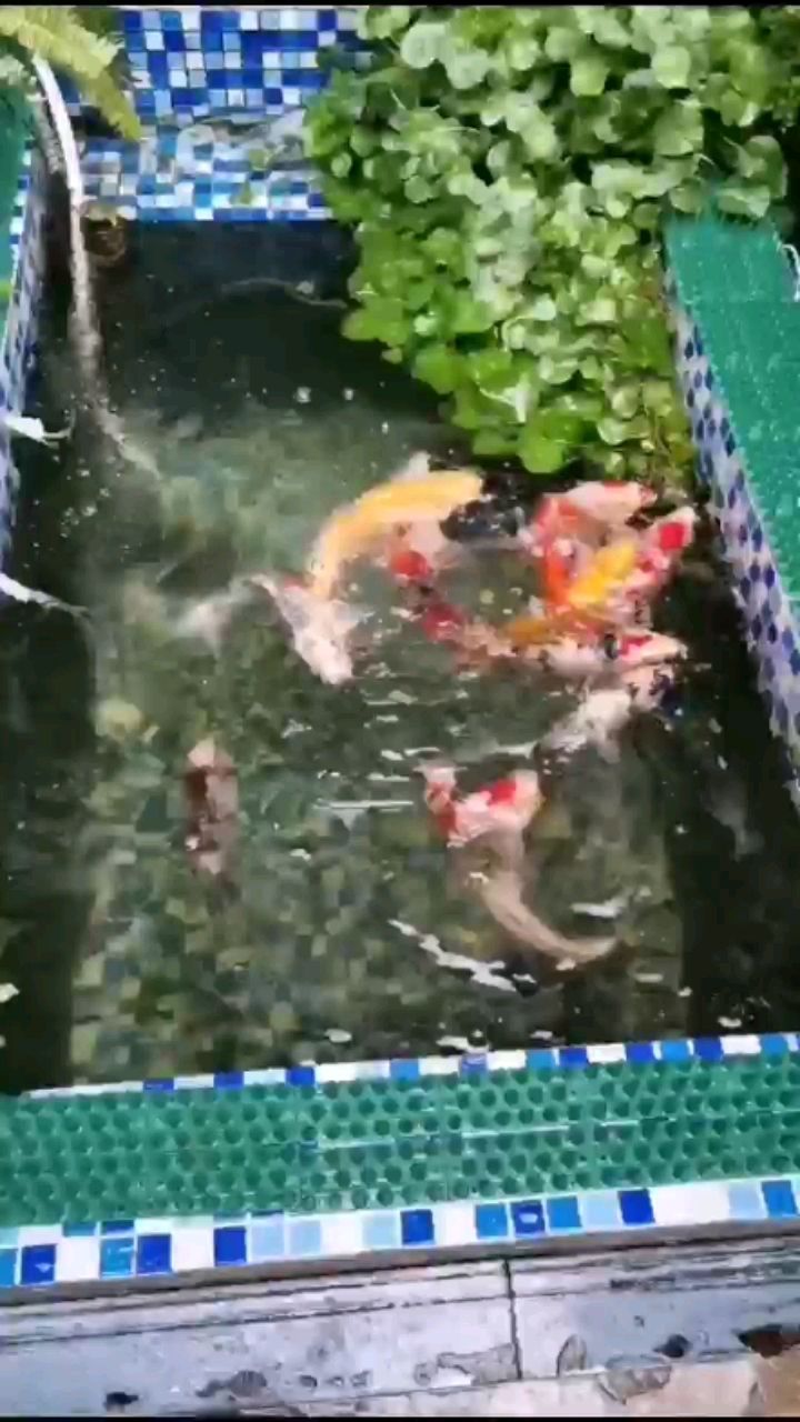 連云港水族館土炮貼膘