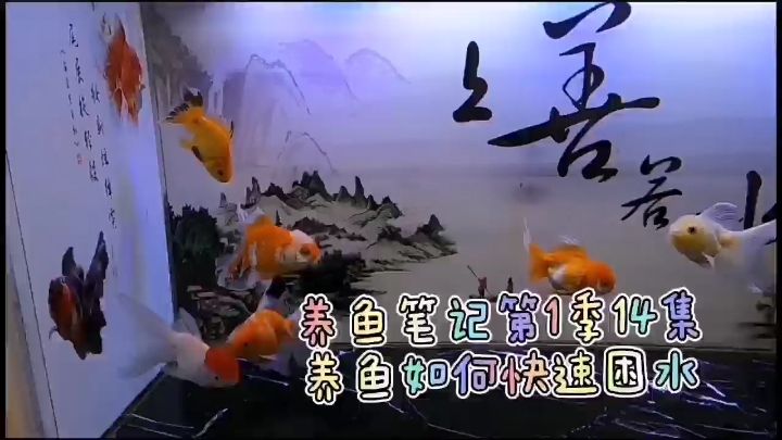 養(yǎng)魚如何快速困水