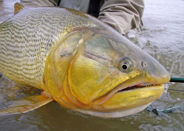 黃金河虎咬龍魚（黃金河虎魚和龍魚可以混養(yǎng)嗎） 龍魚百科 第4張