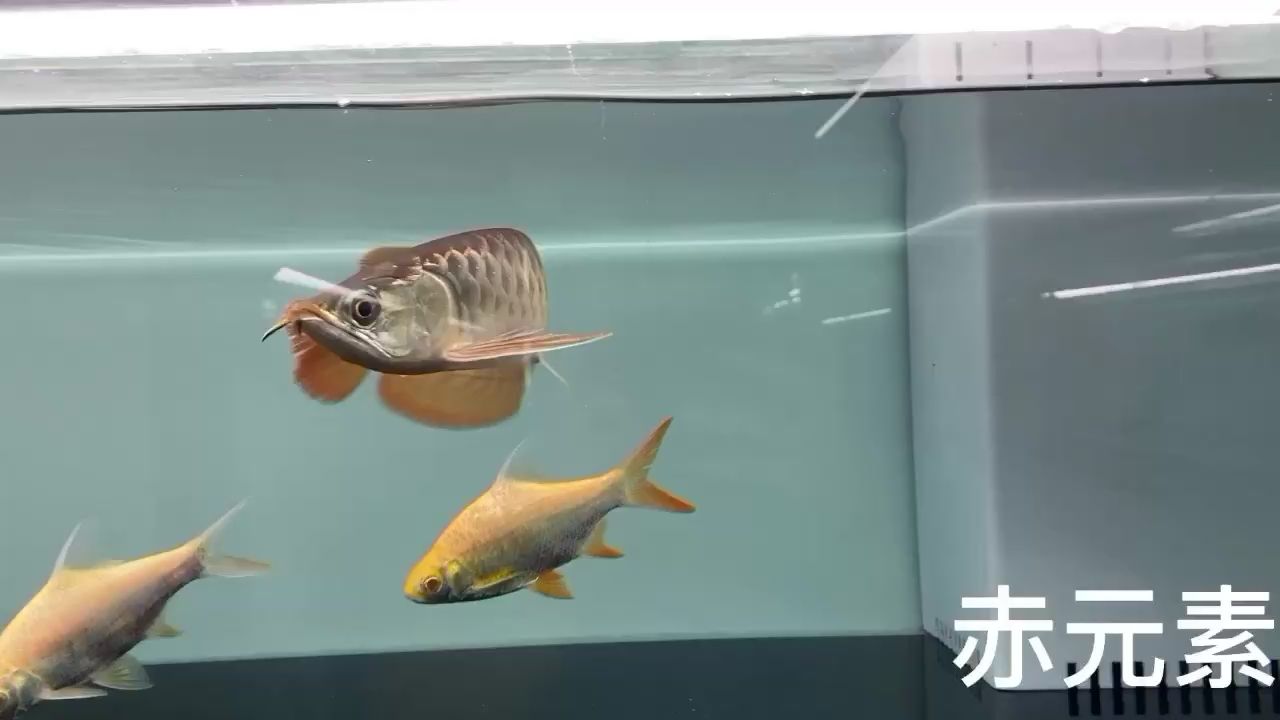 四平觀賞魚市場(chǎng)小精品