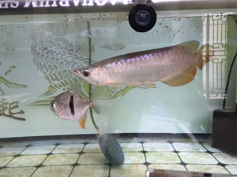 太原水族館越來越覺得不對勁