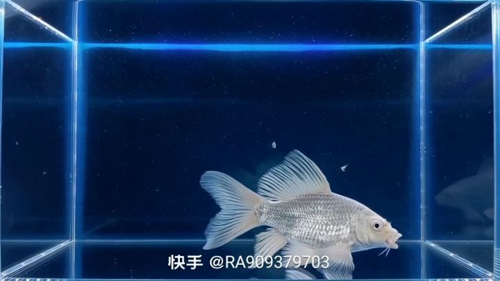 惠州水族館蝴蝶鯉——練手魚(yú)的命運(yùn)