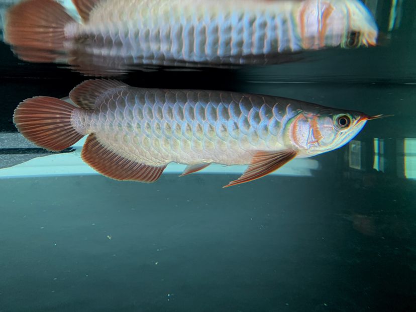 又很久沒(méi)拍過(guò)魚(yú)了 紅老虎魚(yú) 第2張