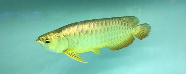 金龍魚壽命幾年啊（如何延長金龍魚壽命） 龍魚百科 第5張