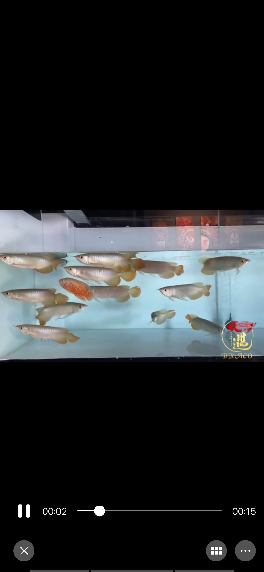 這批魚苗求大神看看 噴點(diǎn)菠蘿魚 第2張