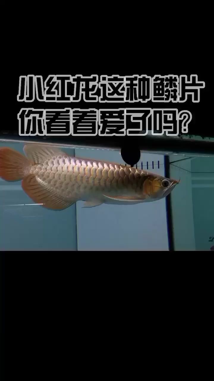 拋了光抓緊拍