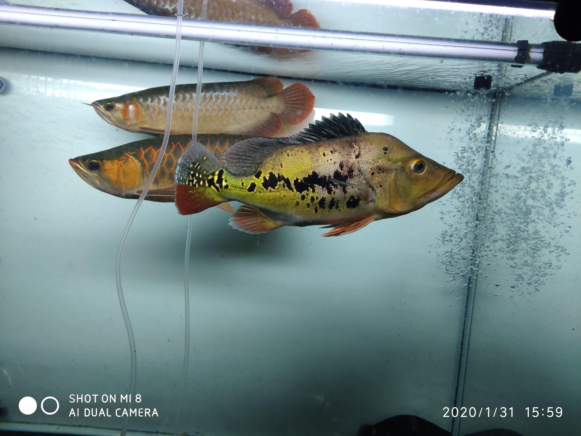 這吃貨 龍魚(yú)芯片掃碼器 第5張