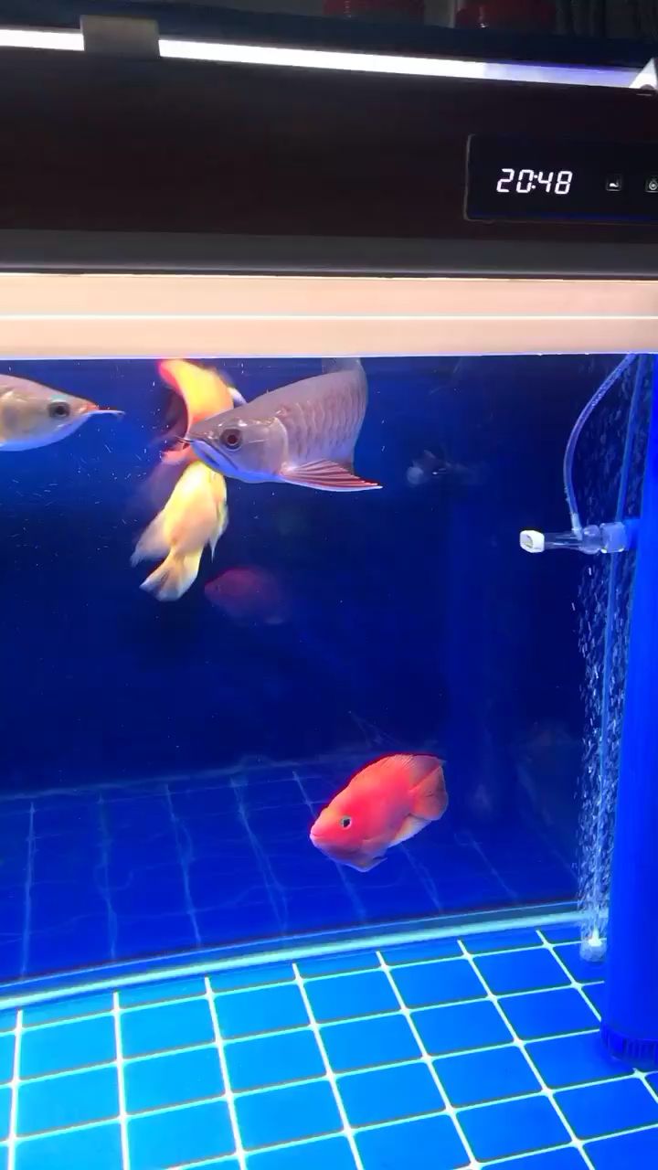 寧波水族館金銀紅青開戰(zhàn)