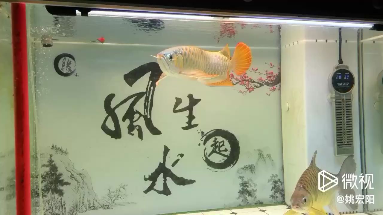 喂魚吉時