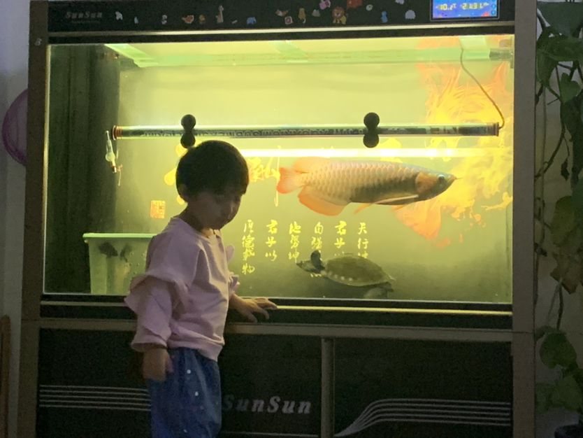 銅川水族館養(yǎng)魚從小培養(yǎng)