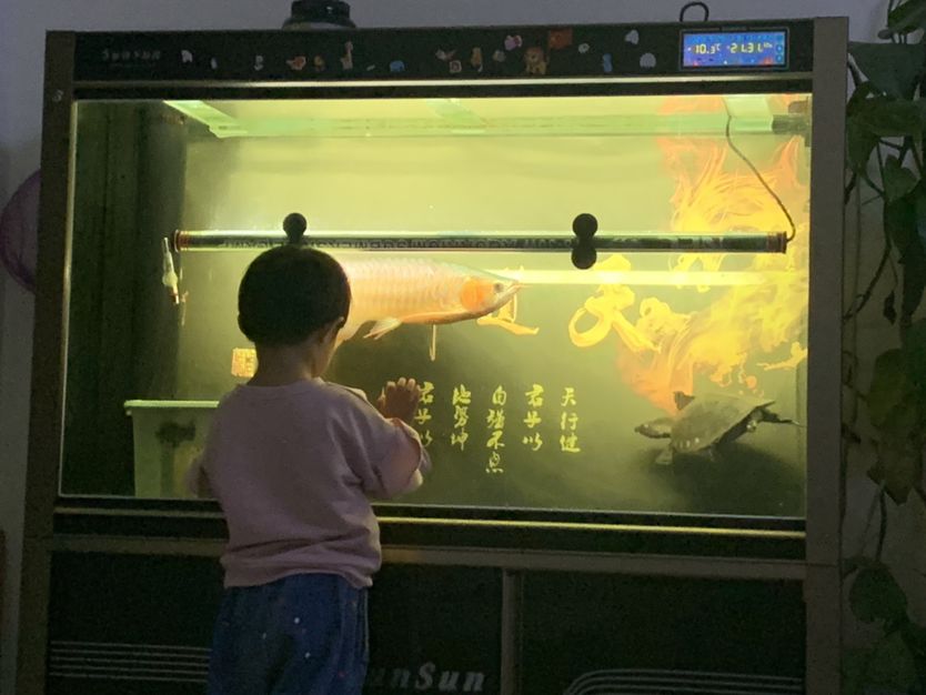 銅川水族館養(yǎng)魚從小培養(yǎng)