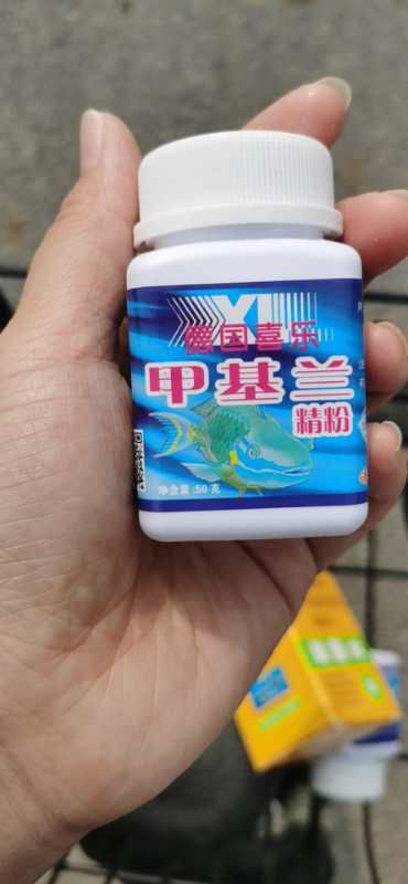 溫州觀賞魚市場鸚鵡魚白點嚴(yán)重