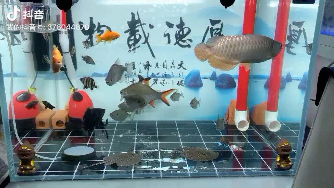 焦作水族館家庭水族館