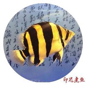 金龍魚一只多少錢一條（金龍魚市場價格波動原因） 龍魚百科 第5張