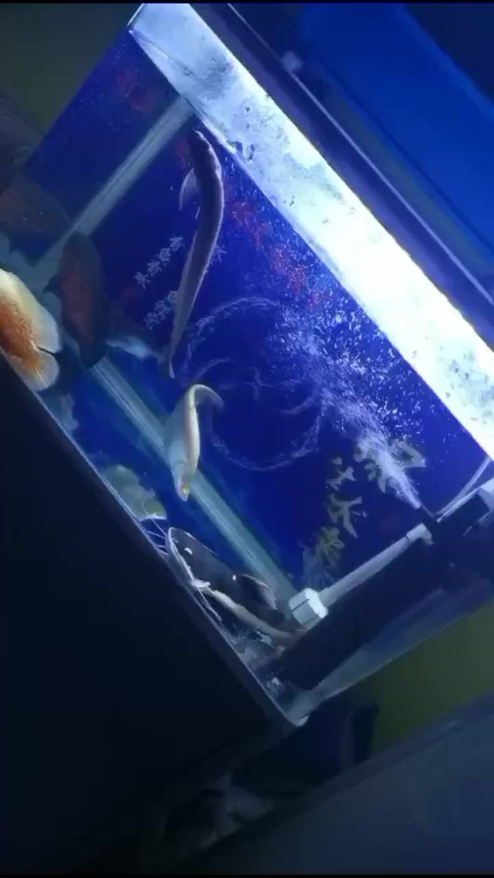 廊坊水族館小銀飄啊飄