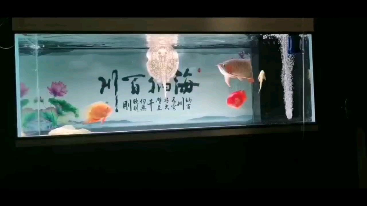 哈密觀賞魚市場