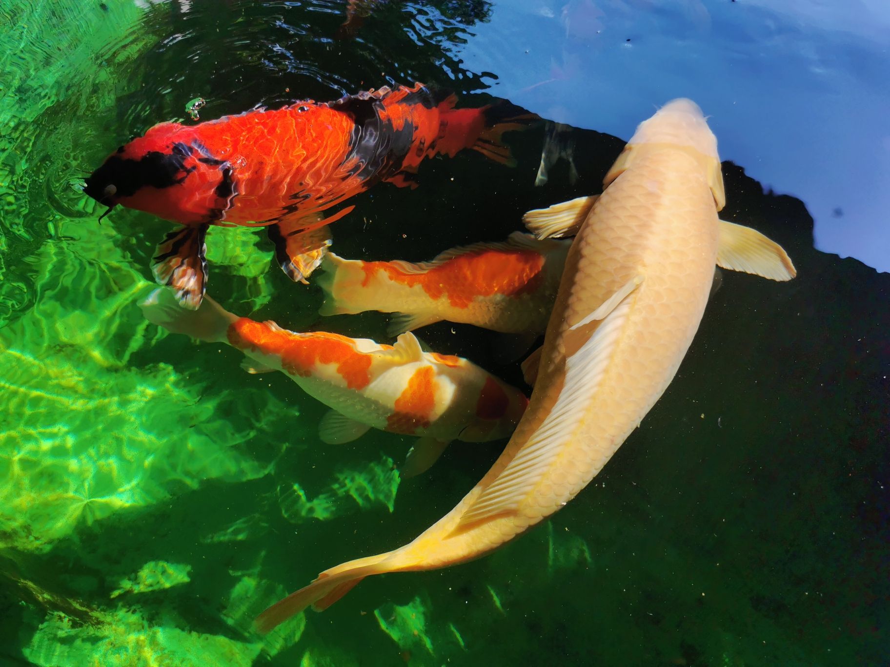 陽光重要照進來了 眼斑魚 第7張