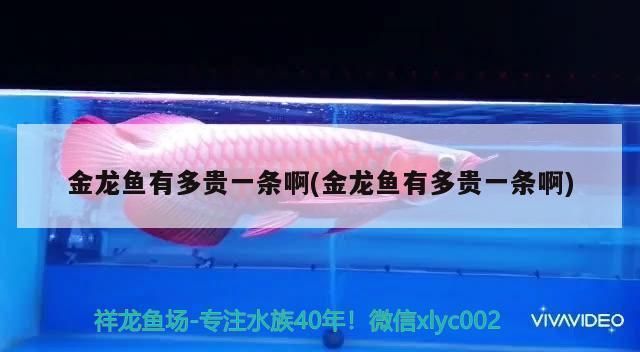 金龍魚多貴一條啊多少錢一條（金龍魚市場價格走勢,金龍魚飼養(yǎng)技巧分享） 龍魚百科 第5張