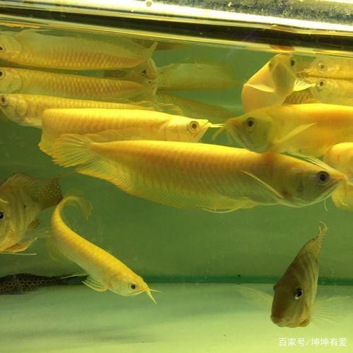 黃化銀龍魚多少錢（黃化銀龍魚的價(jià)格與其尺寸有一定的關(guān)系銀龍魚價(jià)格走勢） 龍魚百科 第5張