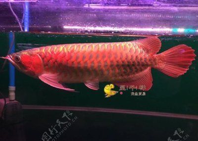 紅龍魚(yú)有名的漁場(chǎng)有哪些呢（以紅龍魚(yú)養(yǎng)殖而聞名的漁場(chǎng)） 龍魚(yú)百科 第5張