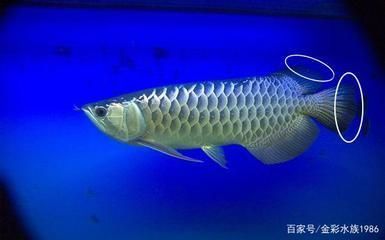 金龍魚背上發(fā)黑是什么原因引起的（金龍魚背上發(fā)黑可能由多種因素引起，金龍魚光照需求詳解） 龍魚百科 第1張