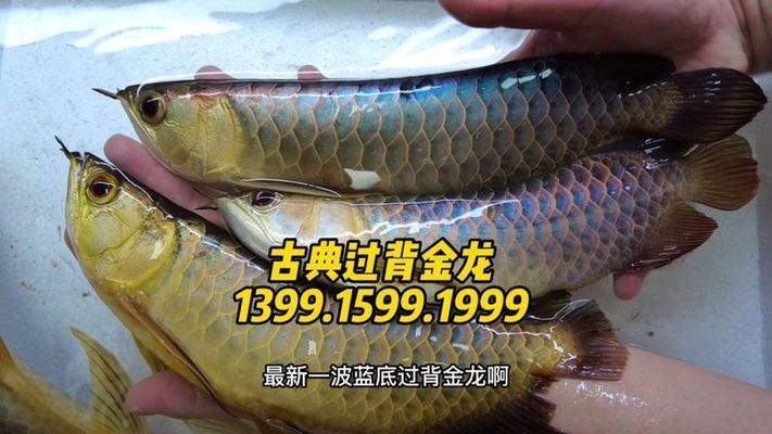 金龍魚報(bào)價(jià)單怎么看的好壞（金龍魚報(bào)價(jià)單辨別真?zhèn)渭记桑? title=