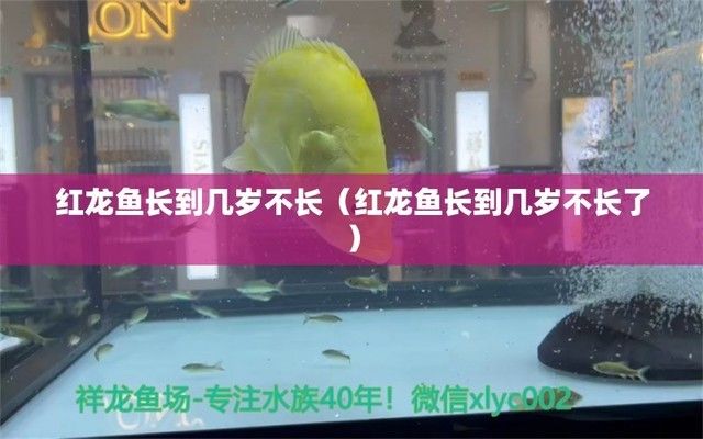 紅龍魚長到幾歲不長（紅龍魚何時停止生長）